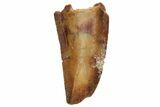 Serrated, Raptor Tooth - Real Dinosaur Tooth #230845-1